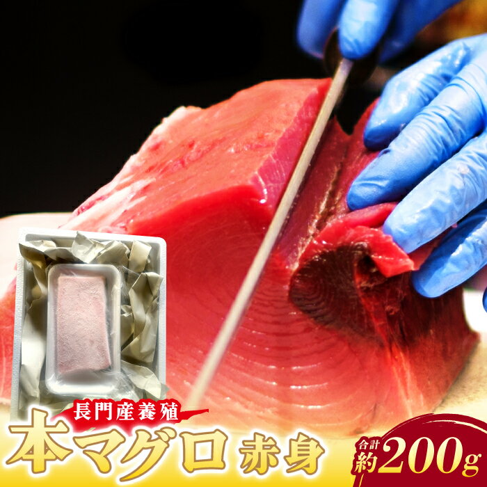 【ふるさと納税】長門産養殖本マグロ 赤身柵 200g 【マグロ 刺身 さく まぐろ 柵 冷凍 赤身 鮪 山口県 長門市 油谷産 希少 養殖 脂乗り抜群 とろける ギフト 贈答】