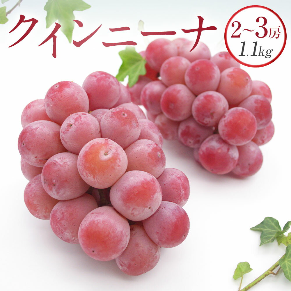 【ふるさと納税】クイーンニーナ 2～3房 約1.1kg ぶどう ブドウ 葡萄 種なし 果物 くだもの フルーツ おやつ デザート 冷蔵 岡山県産 岡山県 美咲町 送料無料【2025年9月上旬～10月下旬発送予定】