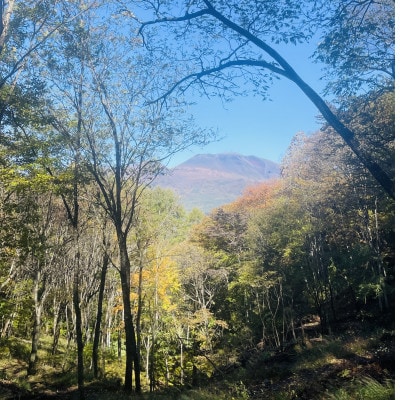 林業芸術社　2年乾燥薪(広葉樹約45cm /約10kg分/中割り〜)御代田町面替【1702604】