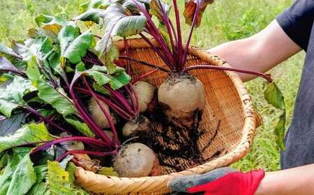 季節限定 ビーツ (レッドエース) 約3kg 野菜 やさい 健康野菜 スーパーフード 冷蔵 北海道 愛別町