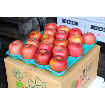 
            ＜26年1月出荷予定＞平均糖度13度以上! サンふじ 約5kg 贈答【1612814】
          