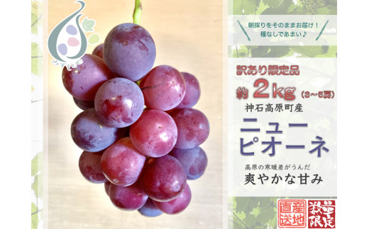 【令和8年発送分 / 先行予約】訳ありピオーネ　約2.0㎏　神石高原町産〈ご家庭用〉【みずもとや（田邉）】