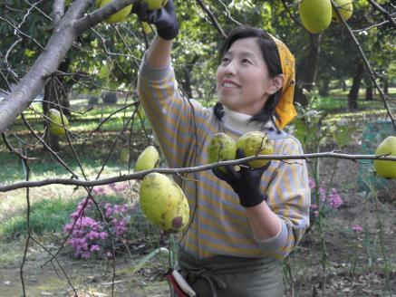 野菜のジャム（青トマト＆茄子）・花梨エキス・和紅茶・青古河辛子の詰め合わせ　/紅茶/野菜/セット商品/詰め合わせ/野菜ジャム/_BF10