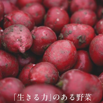ふるさと納税 掛川市 【毎月定期便】しあわせ野菜畑の有機野菜　Lセット　(安心の有機JAS認証　オーガニック野菜)全12回 |  | 02
