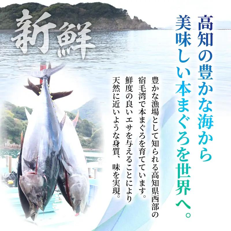 本マグロ3種セット 大トロ 中トロ 赤身 1kg まぐろ