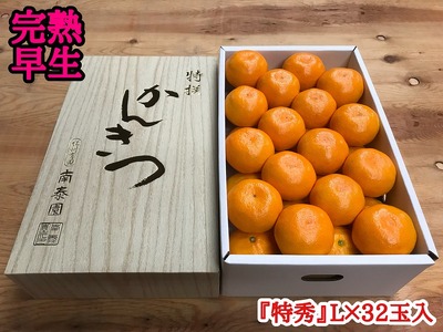 年内発送 完熟早生 有田みかん 化粧箱 特秀 L サイズ 32玉入 和歌山 南泰園 みかん