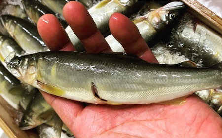 〈自分でつくる〉鮎の甘露煮セット【長良川天然鮎】