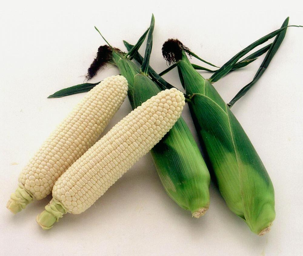 朝採れスイートコーン　10本（ホワイト/イエロー　各5本）