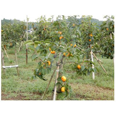 ふるさと納税 かすみがうら市 柿の中の柿、最も古くから愛されている美味しい富有柿　約3.5kg(10〜14個) |  | 01