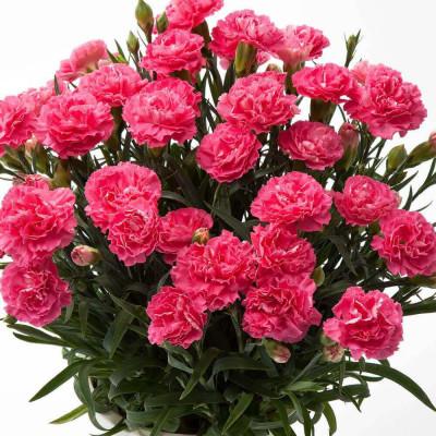 ふるさと納税 藤枝市 カーネーション ピンク系 鉢植え 5号 【※カバー・ラッピングなし】