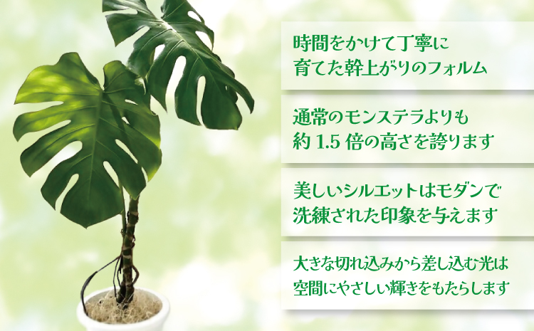 【森水木のラン屋さん】モダン モンステラ 幹立ちの希少な観葉植物 （高さ100～120cm）  幹立ちモンステラ 観葉植物 ギフト 大型モンステラ モンステラ プレゼント おしゃれ 開店祝い 新築祝い