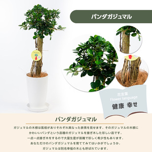 【観葉植物】パンダガジュマル 65cm～75cm 前園植物園 IB002-005 観葉植物 ※北海道・沖縄・離島配送不可
