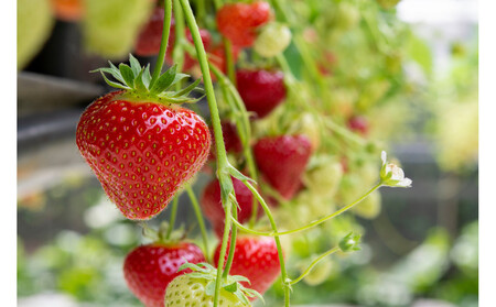 こだわり栽培　いちご　【食べ比べ】　はるひ（1pac) x　ゆめのか(1pac)【2025年12月～2026年4月末までお届け】