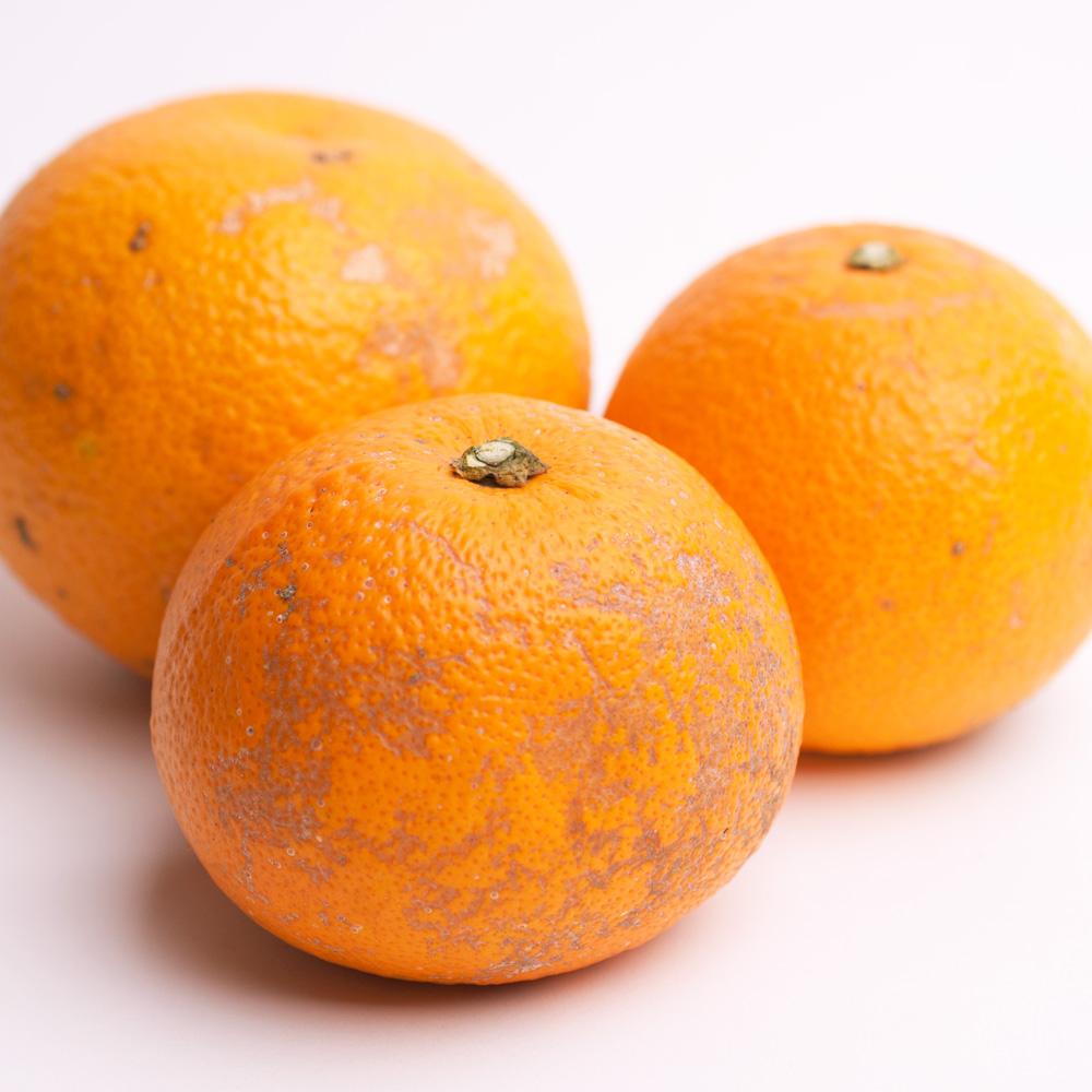 ［先行予約］家庭用 樹上完熟はっさく5kg+250g（傷み補償分）［有田の春みかん・五月八朔・木生りはっさく］［光センサー選別］［訳あり・わけあり］［IKE35］