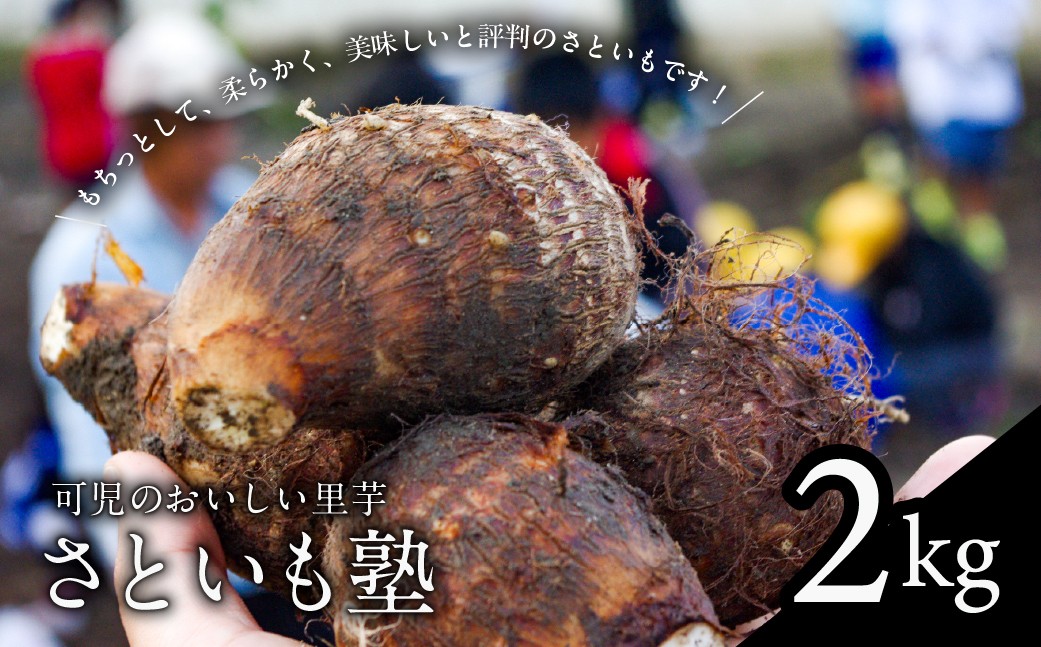 
                  可児のおいしい里芋『さといも塾』2kg【さといも 里芋 土垂れ いも 秋 旬 グルメ 煮物】
                
