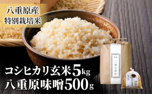 【令和8年産 新米】八重原産コシヒカリ 玄米「謙太郎米」5kgと 大桂商店 信州味噌「八重原味噌」500gのセット｜特別栽培米（減農薬・減化学肥料栽培）【太陽と大地】