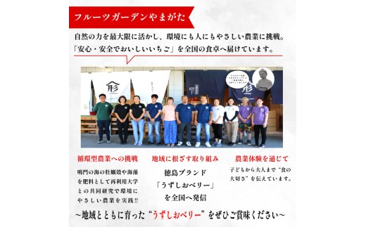 冷凍 いちご 苺 1.5kg 2パック うずしおベリー 冷凍イチゴ イチゴ 果物 ストロベリー フルーツ デザート 氷菓 スイーツ アイス スムージー 旬 新鮮 季節 冬 人気 ケーキ おすすめ ギフ