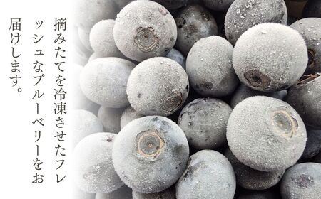 冷凍 ブルーベリー ハイブッシュ 1kg | 冷凍 ブルーベリー 栃木県 茂木町