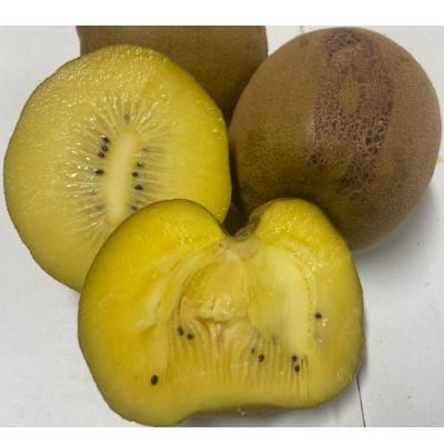 ふるさと納税 さぬき市 訳ありさぬきゴールドキウイ　約1.5kg