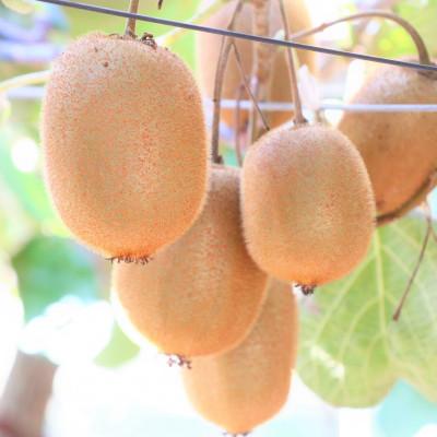 ふるさと納税 香川県 キウイ　美しい緑が鮮やかな　香緑(こうりょく)約750g(5〜6玉) |  | 01