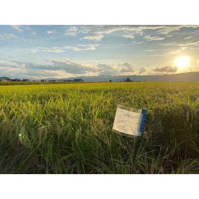 ふるさと納税 南魚沼市 【令和7年産 新米】南魚沼産コシヒカリ 5kg  井口農場こだわりの 特別栽培米 |  | 03