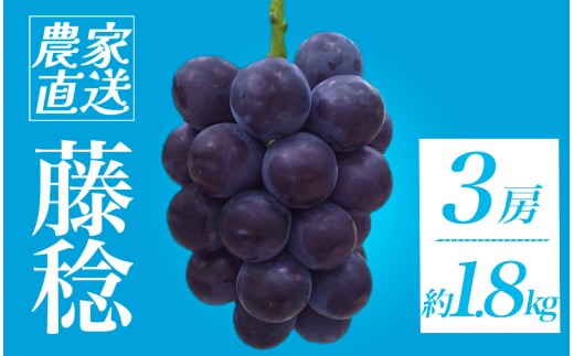 ＜地元農家直送!＞ 藤稔 3房 約1.8kg　【 葡萄 藤稔 種なし ぶどう 巨峰 高級 国産 濃厚 甘い 果物 フルーツ 期間限定 数量限定 】　<CQ-1>