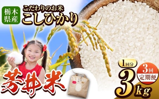 【定期便3回】那珂川町産芳井米 3kg | コシヒカリ お米 精米 美味しい 白米 とちぎ 玄米 共通返礼品 送料無料 那珂川町 栃木県