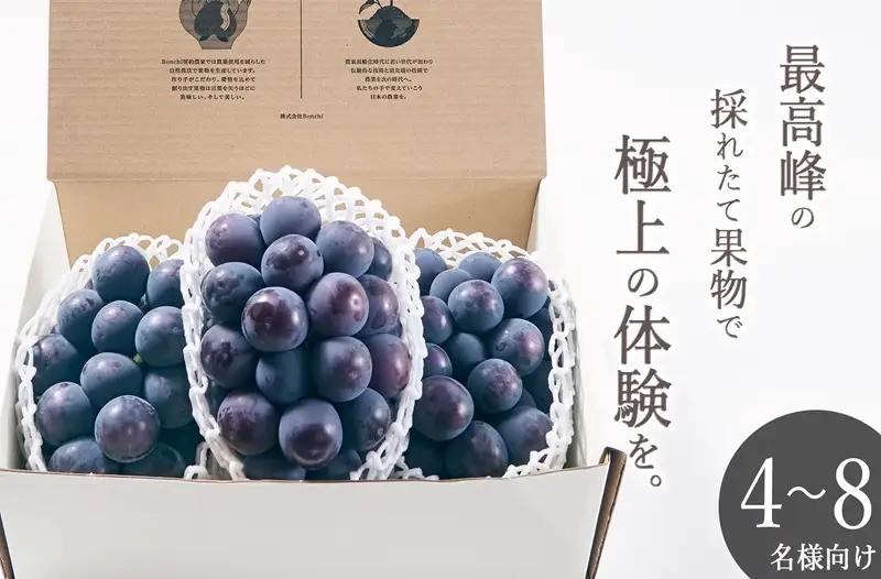 甲州市産 種無し大粒ピオーネ3房入り 約1.6kg 自然農法【2026年発送】（BNC）E-120 ピオーネ フルーツ