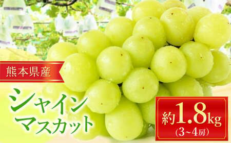シャインマスカット 約 1.8kg （3～4房） | フルーツ 果物 くだもの ぶどう 葡萄 新鮮 農家直送 熊本 玉名