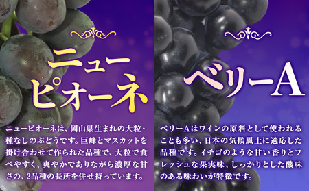 【2026年先行予約】くぼ農園 の ぶどう セレクション 約 2kg ( 3～4房 ) くぼ農園 《2026年9月上旬-10月上旬頃出荷(土日祝除く)》マスカット 送料無料 岡山県 浅口市 マスカット