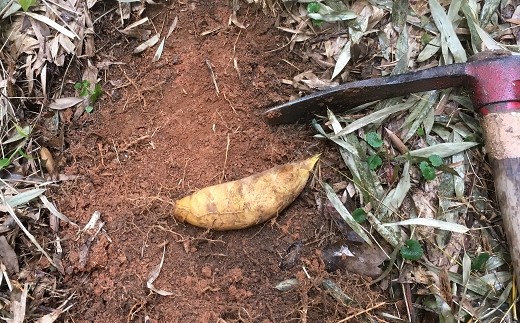 ふかふかの腐葉土を掘ると、良質な赤土が見えます。
赤土は適度な水分を含み、竹の子作りに適した粘土質と言われています。