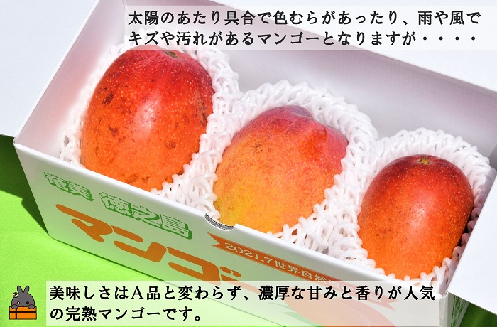 ≪今が旬！≫訳あり！【家庭用】徳之島産完熟マンゴー1kg（2～3玉）( マンゴー フルーツ わけあり 訳あり 訳有 果物 完熟 無加温 徳之島 世界自然遺産 美味しい とろける 旬 贅沢 糖度 南の島