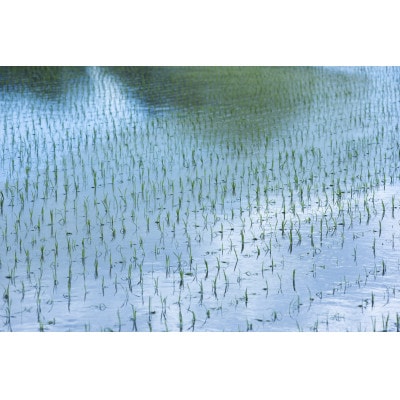 北海道産 特別栽培米ななつぼし 白米 5kg