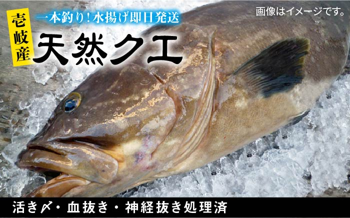 
壱岐島産天然クエ 80000 80000円 8万円
