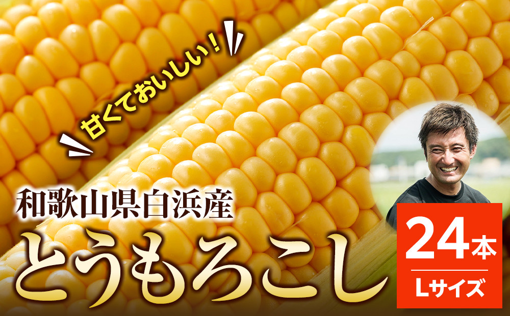 ［先行予約］しらはま農家 とうもろこし Lサイズ24本 ［2026年6月発送予定］ 304018_DK06