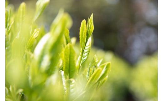 159-1　和紅茶セレクトプレミアムおすすめ5種セット