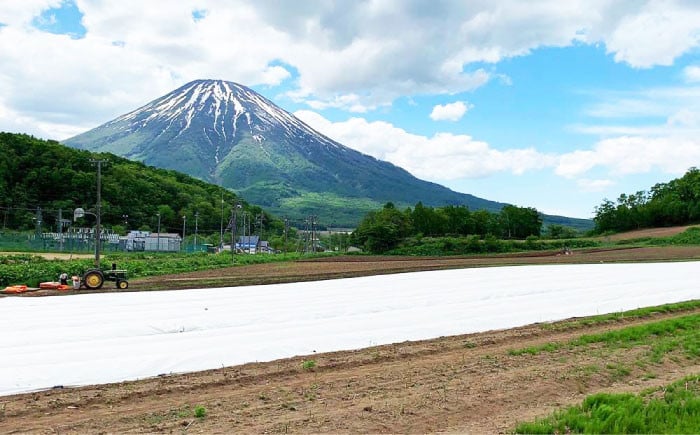  アスパラ アスパラガス グリーンアスパラガス ホワイトアスパラガス 季節の野菜