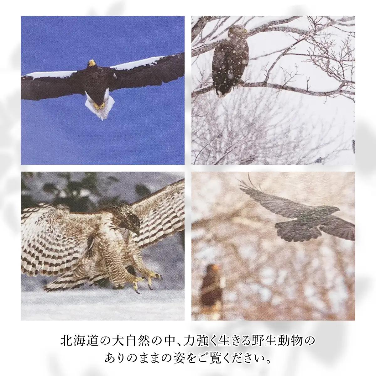 【野生塾　泊和幸】ポストカードセット　里山の宇宙（野鳥）