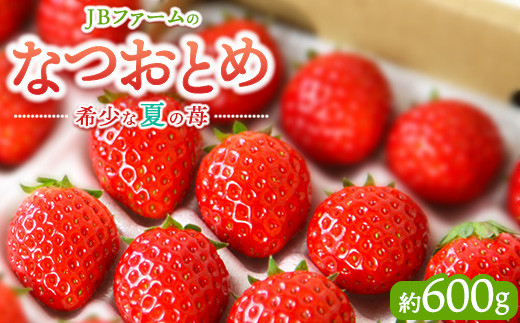 なつおとめ（約600g） JBファーム【産地直送】 ｜ いちご イチゴ 苺 赤い 甘い 酸味 ジューシー 高級 評判 新鮮 フルーツ 果物 スイーツ ジャム アレンジ 洋菓子 加工品 好評 人気 生産量 日本一 栃木県産 夏秋 希少 食べ比べ 贈答品 日持ち ※2026年7月～発送