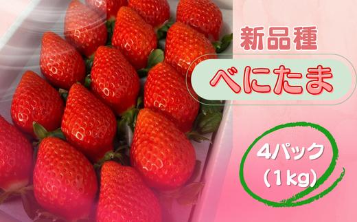 ※先行受付【新品種】埼玉オリジナル いちご べにたま 4パック ストロベリーハント