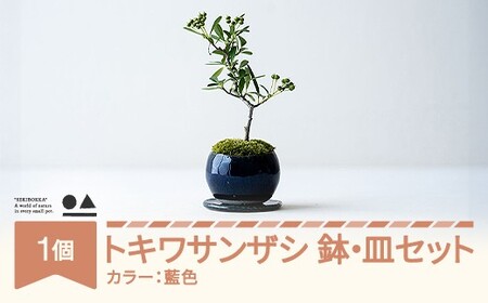 【鉢皿色・藍色】 トキワサンザシ 常盤山査子 盆栽 植物 石木花 sw-botkx380 ※沖縄・離島への配送不可