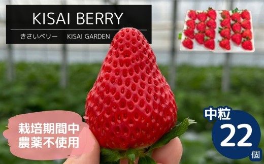 【2026年1月頃より順次発送】KISAI BERRY 中粒 22個 【数量限定】 | 栽培期間中農薬不使用 苺 いちご イチゴ 徳島 鳴門 果物 フルーツ スムージー ジャム