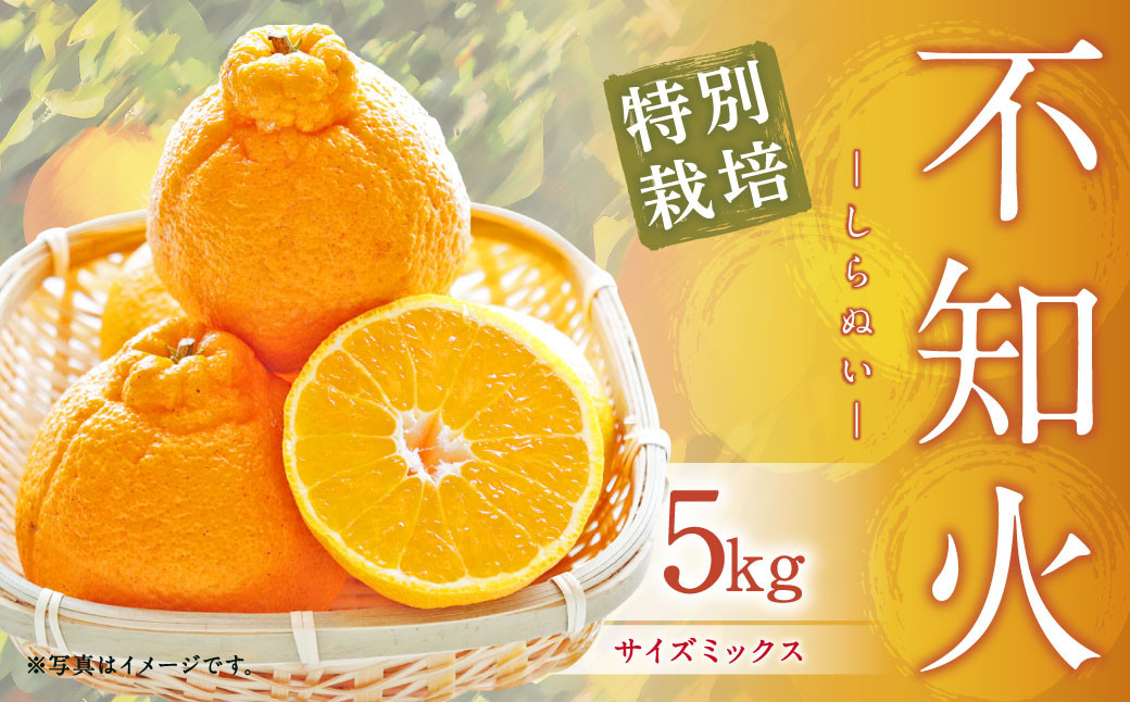 【先行受付】特別栽培不知火 5kg サイズミックス  特別栽培 不知火 柑橘 デコポン でこぽん フルーツ 果物 果実 九州産 熊本県産【2027年3月上旬から4月上旬発送予定】