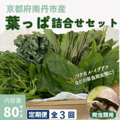 ふるさと納税 南丹市 【毎月定期便】爬虫類用 季節の葉っぱ詰め合わせ 80サイズ全3回