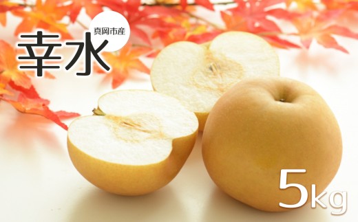 【2026年先行予約】 幸水 5㎏  真岡市産 梨 なし| 果物 くだもの フルーツ 梨 なし プレゼント ご褒美 甘い 贈答 秋 大きい 送料無料
