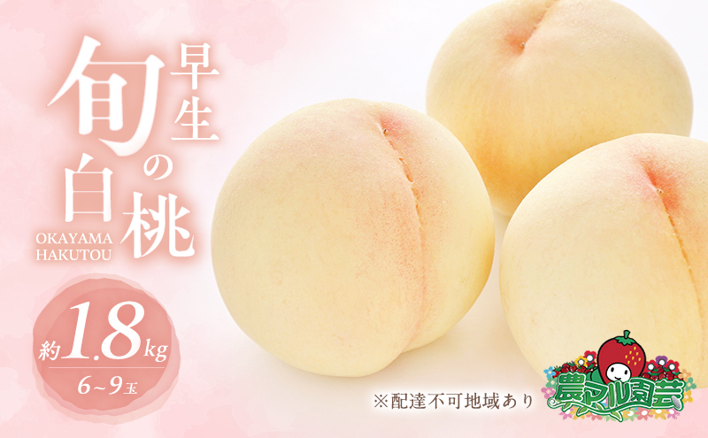 桃 2025年 先行予約 早生の旬の 白桃 約1.8kg 6～9玉 進物用 もも モモ フルーツ 果物 岡山 赤磐市産 農マル園芸 あかいわ農園
