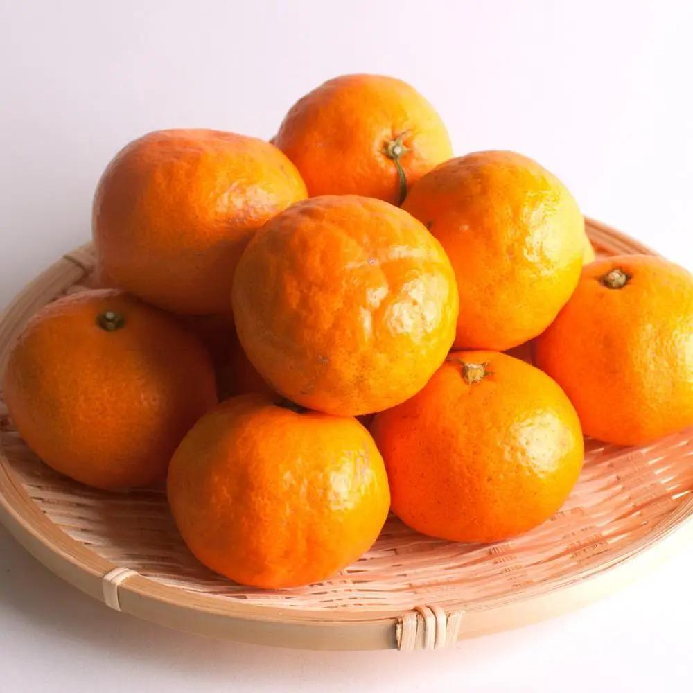 ［先行予約］プレミアム 有田みかん（完熟）5kg+250g（傷み補償分）
