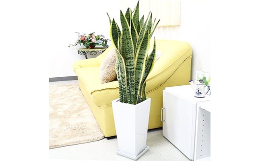 【観葉植物】サンスベリア 7号 ホワイトスクエア陶器鉢SW 高さ：約70cm～1m【観葉植物 インテリア 部屋 おしゃれ 福岡県 筑前町 送料無料 AG002】【価格改定】