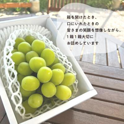 ふるさと納税 真庭市 【発送月固定定期便】2026年先行/藤稔・ピオーネ・シャインマスカット・紫苑　1房便  岡山産全4回 |  | 03