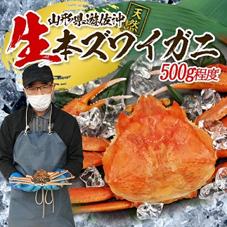 遊佐沖　春の生・本ズワイガニ 1匹 500g程度